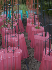Garden Photo